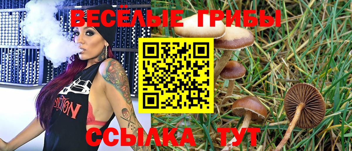 Галлюциногенные грибы Psilocybine cubensis  Вход с VPN  Псилоцибиновые грибы прущие грибы  Северобайкальск 